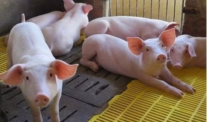 Giá thịt heo hôm nay thứ Ba 23/6/2020: Quay đầu tăng trở lại Gia thit heo hom nay thu Ba 23/6/2020: Quay dau tang tro lai
