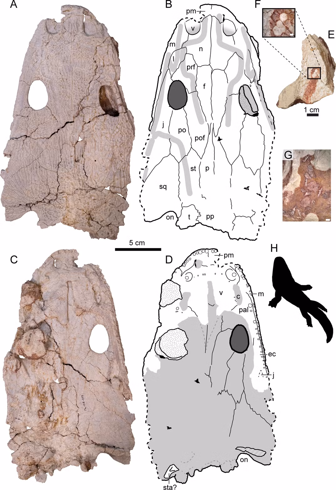 Loài Metoposaurus được phát hiện tại Nobby Knob có danh pháp là Buettnererpeton bakeri. Đây loài lâu đời nhất thuộc dòng họ Metoposaurus được biết đến ở Bắc Mỹ cho đến nay. Ảnh: Kufner et al., PLOS One, 2025.