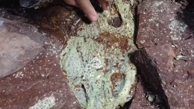 Các chuyên gia tìm thấy ít nhất 19 con Metoposaurus tại " nghĩa địa quái vật" tên Nobby Knob ở bang Wyoming, Mỹ. Nhà địa chất học Aaron Kufner thuộc Đại học Wisconsin và các cộng sự vô cùng vui mừng khi có khám phá quan trọng này. Ảnh: Dave Lovelace.