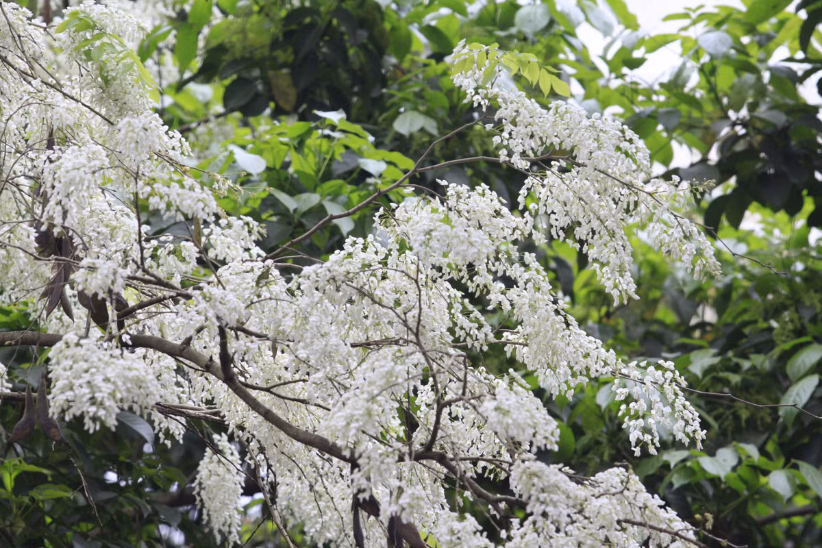 Ở Hà Nội, cây sưa có nhiều nhất trên các phố Phan Đình Phùng, Hoàng Hoa Thám, Phan Chu Trinh, Giảng Võ hay đường Thanh Niên... Hoa sưa kết thành từng chùm và mọc ra từ nách lá, thường xuất hiện trước khi lá mọc đầy đủ, thoảng mùi thơm nhẹ. 