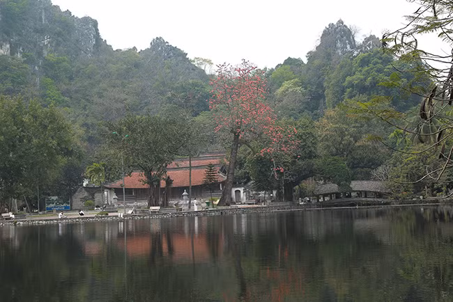 Hoa gạo nở đỏ rực cả vùng trời chùa Thầy - Hình 2 Hoa gao no do ruc ca vung troi chua Thay-Hinh-2