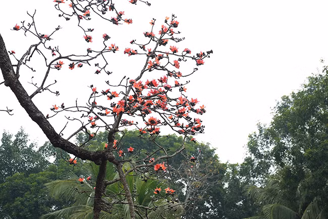 Những bông hoa đỏ rực như đốm lửa, rực rỡ cả một góc trời.