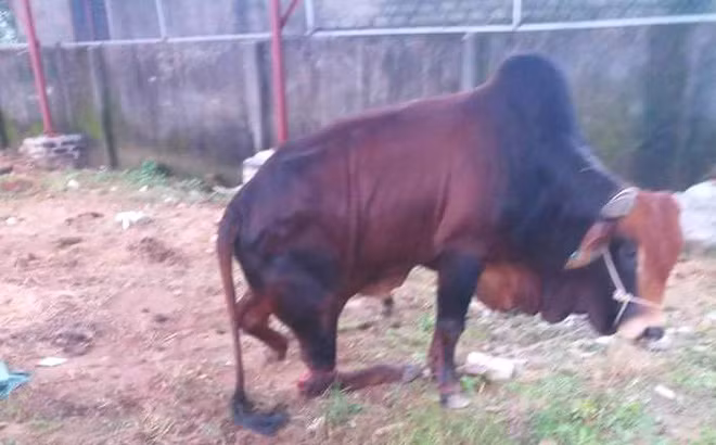  Kẻ xấu lẻn vào chặt chân đàn bò 5 con của một gia đình: Ngày 16/11, ông Lê Văn Thu - Trưởng xóm 9 (xã Nghi Phong, huyện Nghi Lộc, Nghệ An) cho biết, hiện cơ quan Công an đang điều tra, làm rõ đối tượng lẻn vào chuồng trại, chặt gãy chân 5 con bò của một gia đình trên địa bàn xã này. Được biết, 5 con bò bị kẻ xấu chặt đứt chân vừa được mua với giá 250 triệu đồng hơn 1 tháng trước.