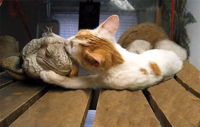 Trong thế giới động vật, không có gì là không thể xảy ra, tình bạn khác loài của động vật là một hiện tượng rất khó giải thích, ví dụ như tình bạn kỳ quặc giữa con mèo khoang và kỳ nhông thú cưng này. Theo như chủ nhân của chúng, trước khi đi ngủ, mèo khoang phải hôn tạm biệt kỳ nhông mới có thể ngủ yên. (Nguồn Sina)