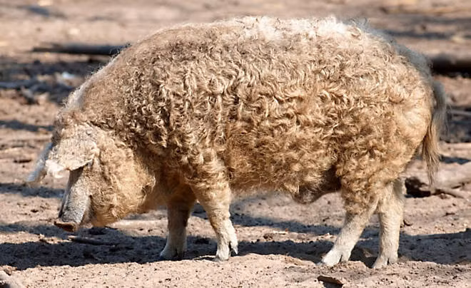 Thịt của lợn Mangalitsa được đánh giá là cực kỳ xuất sắc, có thể sánh ngang với thịt bò Kobe nổi tiếng thế giới.