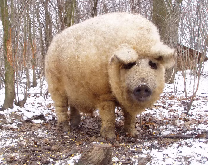 Mangalitsa vàng có lông vàng hoe, loại bụng lông nhạn có bụng và chân vàng với cơ thể đen, loại màu đỏ có lông màu đỏ hoe. Các loại khác như lợn Mangalitsa màu đen, lông sói đều đã tuyệt diệt.