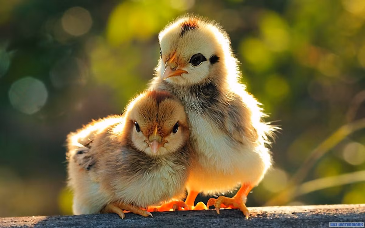 Tranh thủ những ngày nắng đông ấm áp, chị em gà con ôm nhau sưởi nắng cực tình cảm.