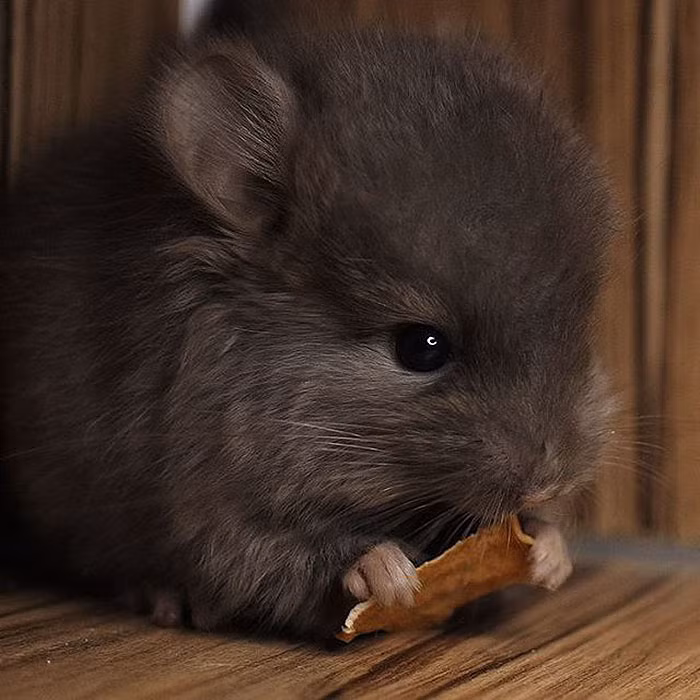 Chinchilla hay còn gọi là sóc sin-sin là một loài động vật gặm nhấm đáng yêu bậc nhất trong họ động vật gặm nhấm nói riêng và thế giới động vật nói chung. (Nguồn Bored Panda)