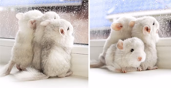 Tuy nhiên, cũng bởi vì bộ lông mềm mượt như nhung của chúng, loài động vật xinh xắn này bị săn bắt đến cạn kiệt. (Nguồn Bored Panda)