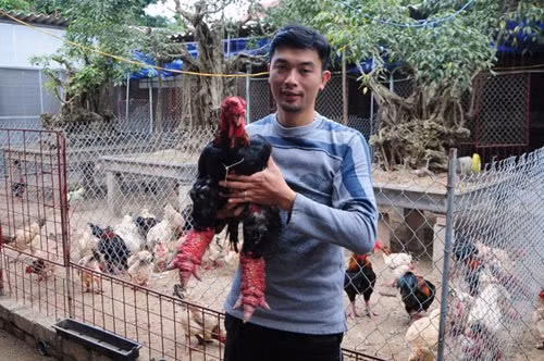 Bên cạnh giống gà nhập ngoại có vẻ ngoài đẹp đẽ, giới nhà giàu Việt cũng không ngần ngại bỏ ra một khoản tiền lớn để sở hữu những con gà Đông Tảo nổi tiếng trong dịp tết Đinh Dậu. Trong ảnh là anh Đỗ Xuân Hiểu và con gà Đông Tảo vừa giành giải quán quân của Hội thi gà Đông Tảo năm 2016. (Ảnh: Dân Việt)