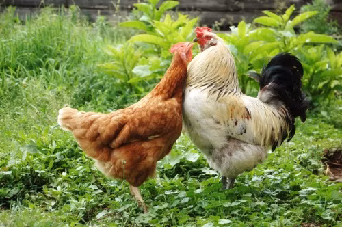 Liên tục giao phối sẽ khiến con cái thỏa mãn, cổ vũ lòng trung thành của con cái và tìm cách cản trở sinh học đối với tình địch.