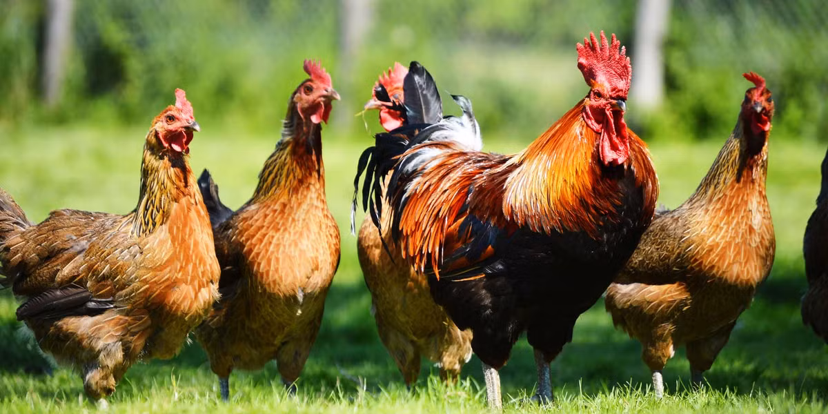 Gà có thể giao tiếp thông qua ít nhất 24 âm khác biệt cũng như có thể hiển thị các hình ảnh khác nhau. (Nguồn Dailymail)