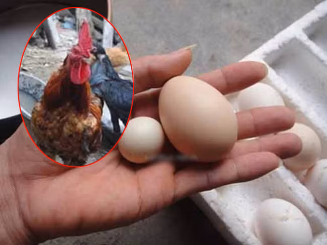 Gà trống đẻ ra trứng có lẽ chỉ là câu chuyện hoang đường nếu như không có trường hợp ghi nhận, một chú gà trống ở Diễn Châu, Nghệ An có vẻ ngoài "chuẩn men" biết đẻ ra trứng. Tuy chỉ đẻ ra một quả trứng tý hon, nhưng thực sự là trứng gà.