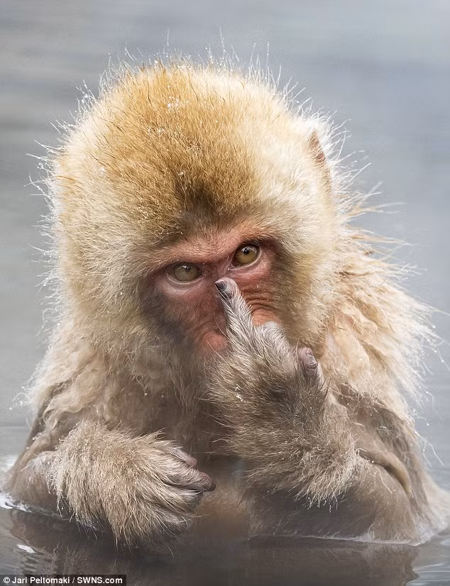 Mỗi lần giơ ngón tay thối, trông chúng đều vô cùng phẫn nộ, hận không thể tấn công loài người. (Nguồn Sina)