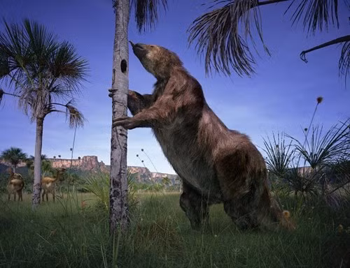 Theo các nhà khoa học, Megatherium được cho là một trong những loài thú to lớn nhất sống trên mặt đất, trọng lượng khi trưởng thành có thể đạt tới 5 tấn, tương đương với những con voi châu Phi khổng lồ.