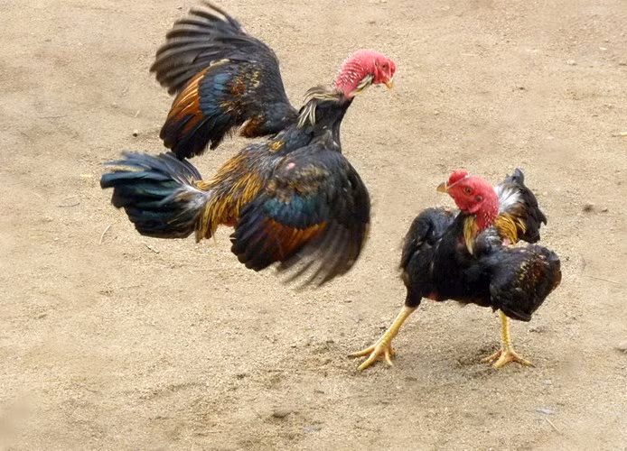 Ban đầu những con gà được loài người thuần hóa để tham gia các trận chọi gà mua vui chứ không phải để giết thịt làm thức ăn.
