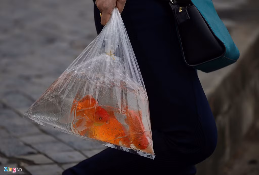 Quanh hồ Tây, sông Hồng... nhiều người xách cả túi cá to ra để thả.
