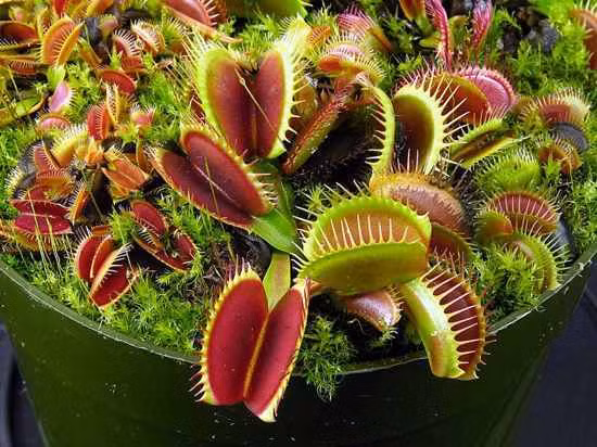Dionaea Muscipula, có lẽ đây là loài cây ăn thịt nổi tiếng nhất với cơ chế săn mồi đơn giản, hiệu quả. Loài cây này ăn chủ yếu là côn trùng và nhện. Khi con mồi vào tròng, những chiếc lá dày dặn đóng lại trong khoảng 0,1 giây, ngăn không cho con mồi chạy thoát. Sau đó, những chiếc lá này đóng vai trò là dạ dày, trực tiếp tiêu hóa con mồi. (Nguồn Listvers)