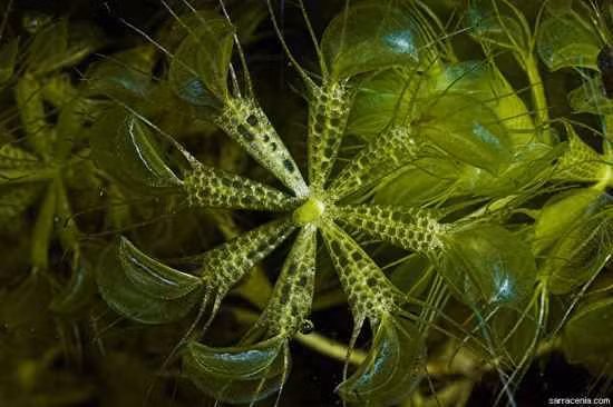 Aldrovanda vesiculosa, còn được gọi là cây bánh xe nước, đây là loài cây ăn thịt đáng sợ với tốc độ cực nhanh. Khi con mồi rơi vào trong chiếc bẫy, chiếc bẫy sẽ đóng lại trong thời gian cực kỳ nhanh, chỉ khoảng 10.000 phần giây. (Nguồn Listvers)