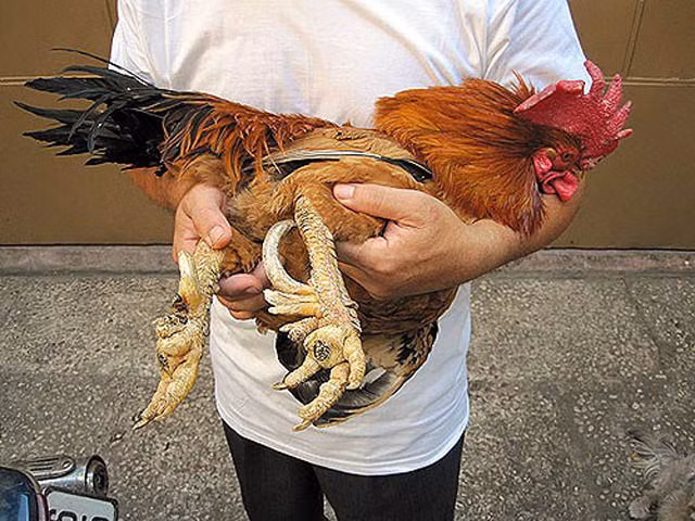 Đứng đầu danh sách những giống gà quý hiếm ở Việt Nam là giống gà có cái tên rất kêu, gà chín cựa. Tưởng như loài gà này chỉ có trong truyền thuyết nhưng thực chất, loài gà độc đáo này có thật, được nuôi nhiều ở các vùng nông thôn thuộc tỉnh Phú Thọ.