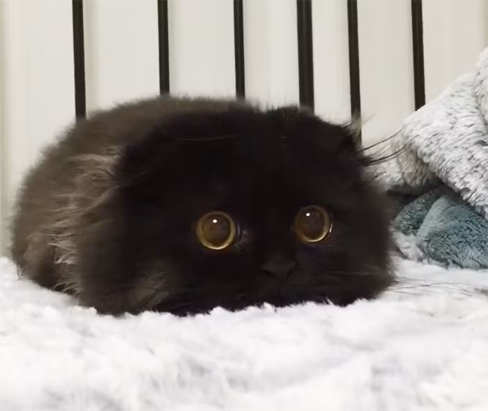 Vẻ dễ thương của cô mèo đen Gimo đốn gục trái tim của cư dân mạng. (Nguồn Bored Panda)