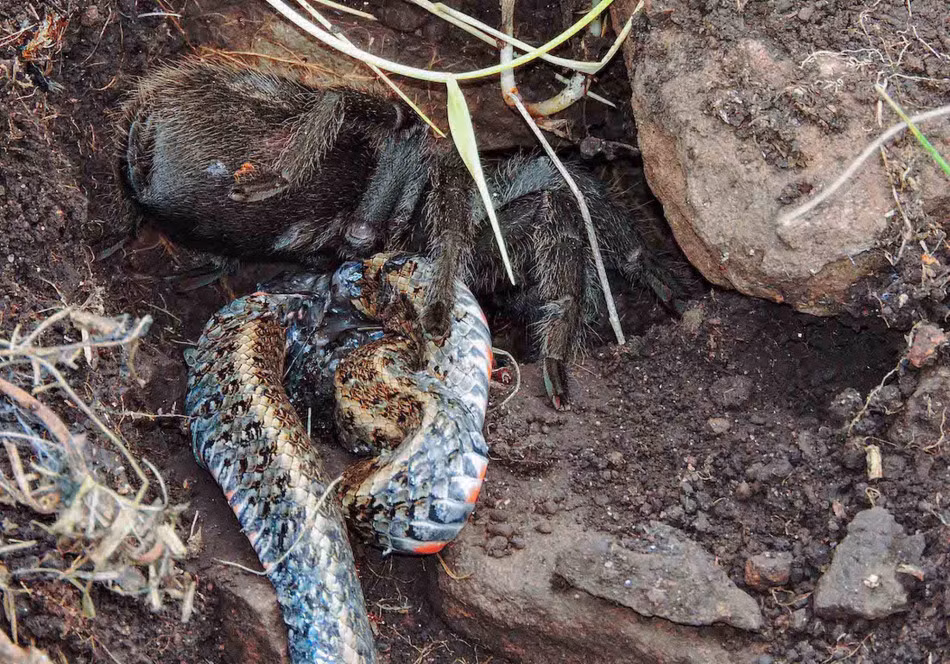 Mới đây, các nhà nghiên cứu đã vô cùng ngạc nhiên khi phát hiện một con nhện khổng lồ Tarantula săn giết và ăn sống nuốt tươi một con rắn. Đáng nói, con rắn mặc dù có kích thước lớn gấp nhiều lần nhện Tarantula nhưng vẫn bị nhện giết chết một cách dễ dàng. (Nguồn Sina)