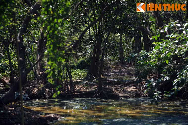 Với hệ sinh thái bản địa được bảo tồn khá nguyên vẹn trên một diện tích khoảng 8ha, khu vườn đã trở thành điểm đến của rất nhiều loài chim khác nhau.