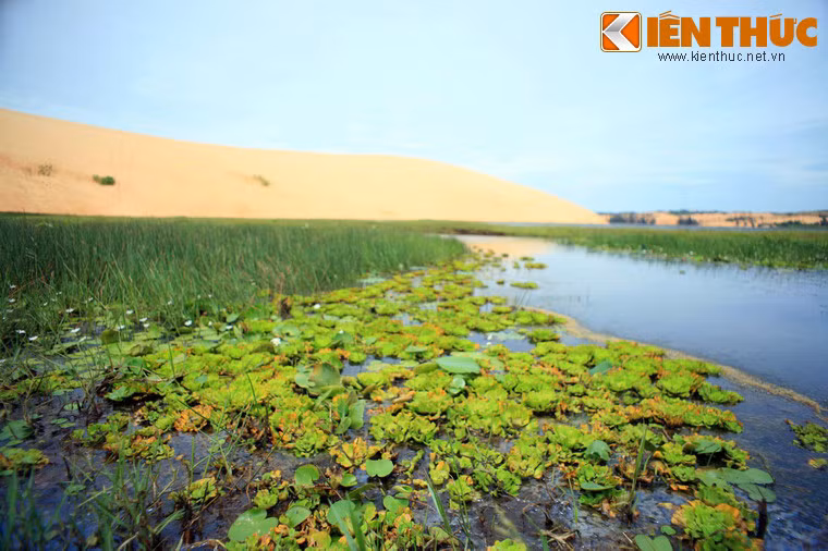Hệ sinh vật ở Bàu Trắng rất phong phú, có nhiều loại cá nước ngọt như cá rô, cá lóc, cá trê, cá trắm cỏ… cùng nhiều loài cây bản địa.