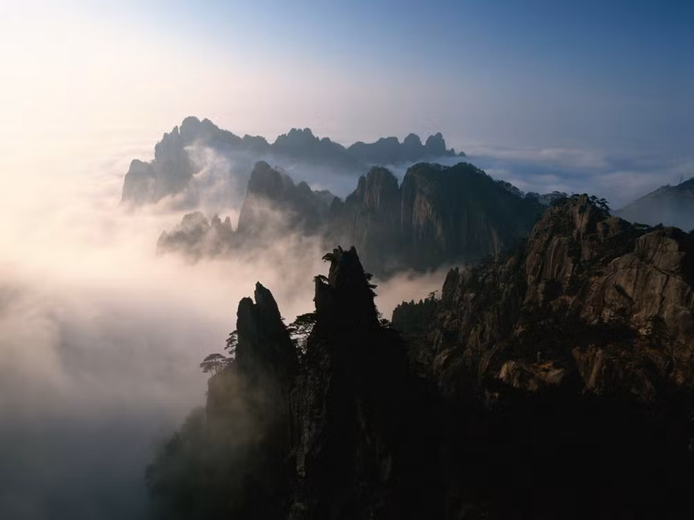 Núi Thái Sơn còn có hàng vạn cây cổ thụ trên 100 năm tuổi, đặc biệt là một cây Ngân Hạnh có niên đại 2.000 năm tuổi được mệnh danh là "hóa thạch sống" cho hệ thực vật tiêu biểu của nơi đây.