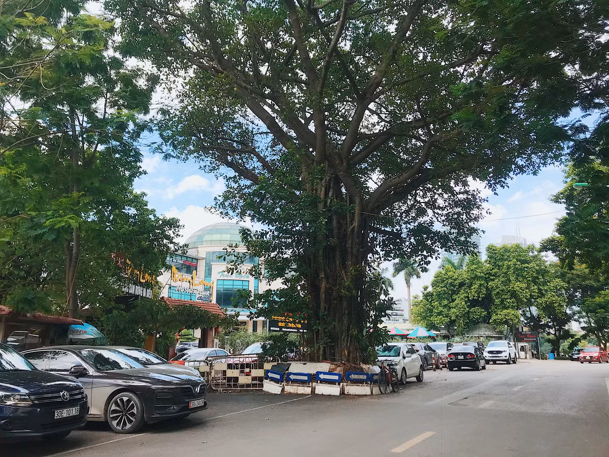 Hiện Hà Nội vẫn đang bảo vệ và bảo tồn những cây cổ thụ này.