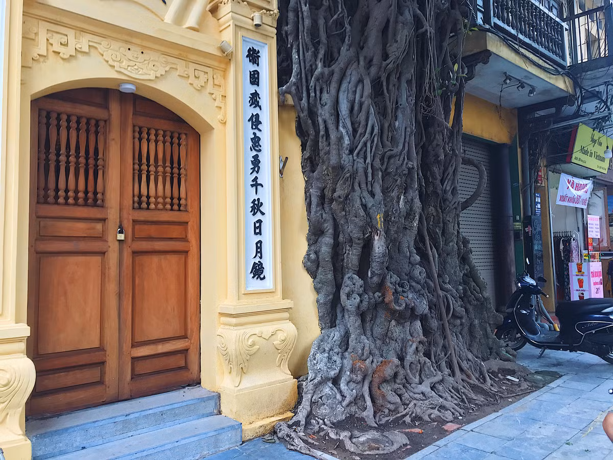 Cây đa cổ thụ thân to nhưng lại chìm khuất phần lớn vào phía trong ngôi đình. Nhiều người rất ấn tượng khi đến đình Cổ Vũ vì có cây đa cổ thụ này.