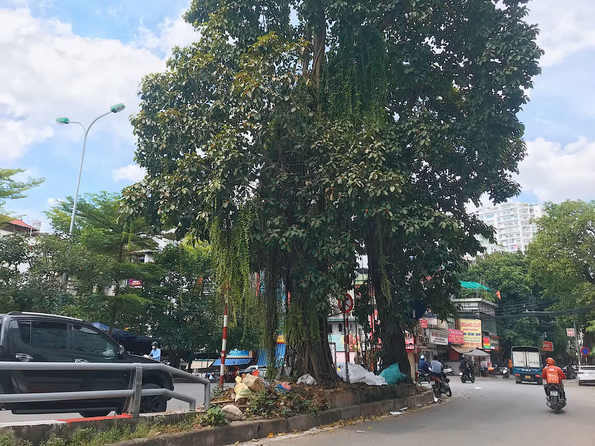 Nhiều người cao tuổi sống tại đây cho biết khi họ còn bé đã thấy sự xuất hiện của hai cây này rồi.