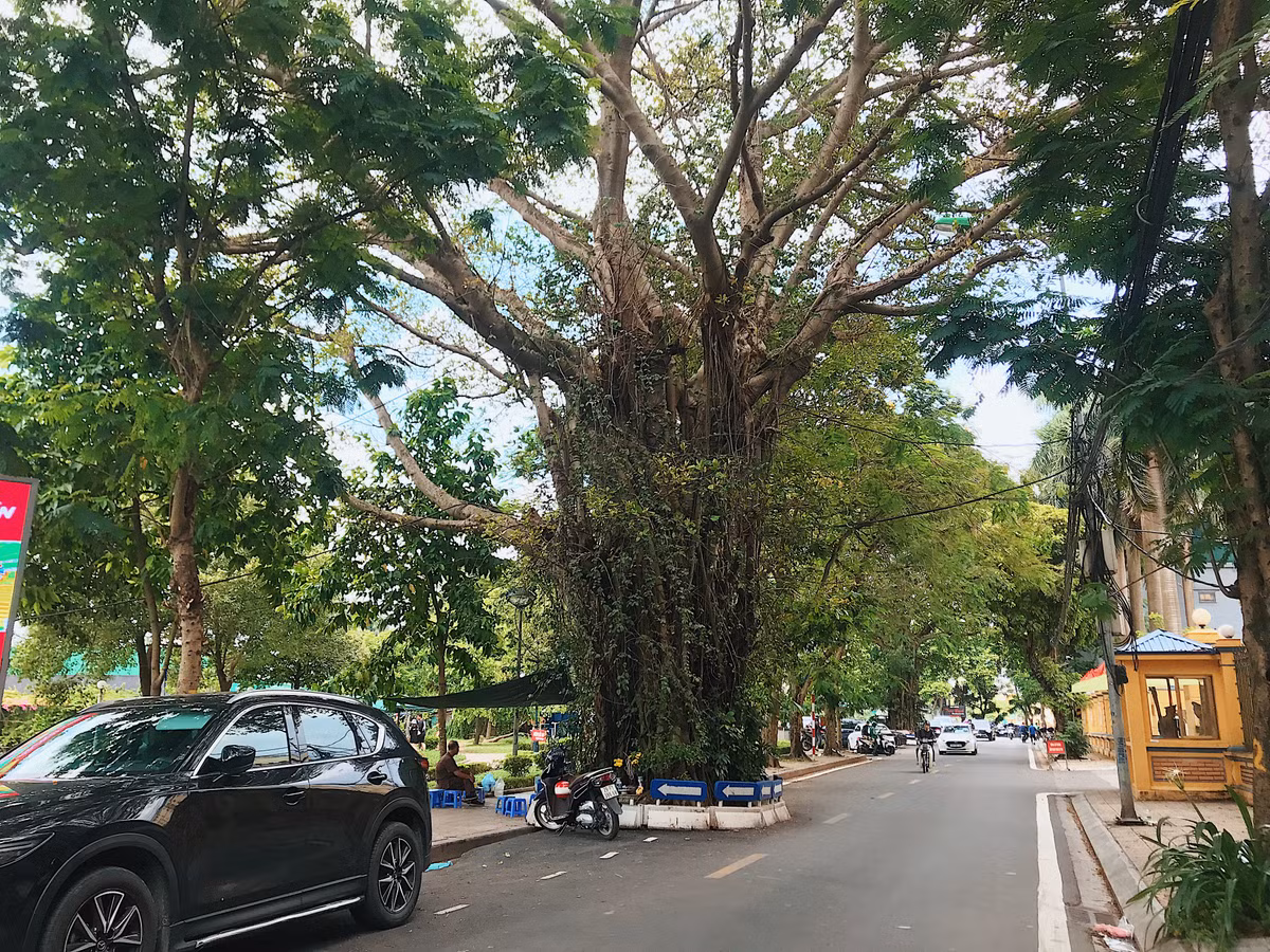 Tại phố Trấn Vũ (quận Ba Đình) có hai cây đa cổ thụ nằm giữa lòng đường.