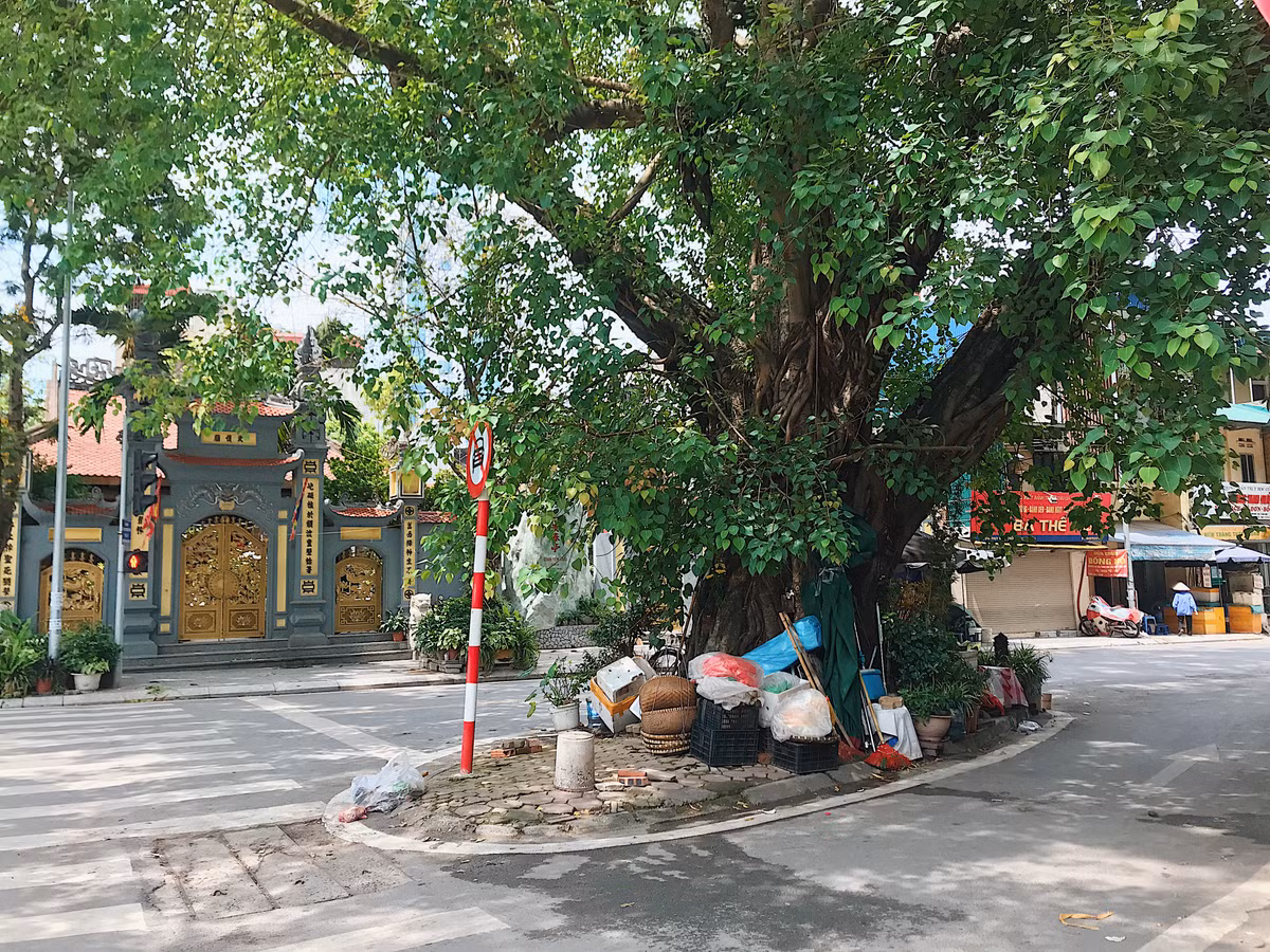 Cây Bồ Đề giữa nga ba phố Thuỵ Khuê - Bưởi - Lạc Long Quân, phía trước đình An Thái (quận Tây Hồ).