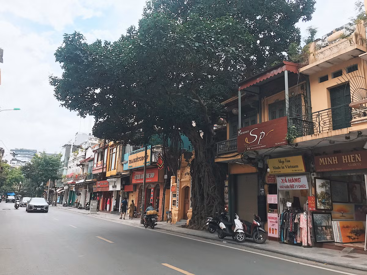 Cây đa đình Cổ Vũ (phố Hàng Gai, Hà Nội) được người dân gọi là chứng nhân lịch sử của Hà Nội, tuổi thơ của bao thế hệ trên phố cổ Hà Nội đã gắn bó với cây như là một phần ký ức tươi đẹp của tuổi thơ.