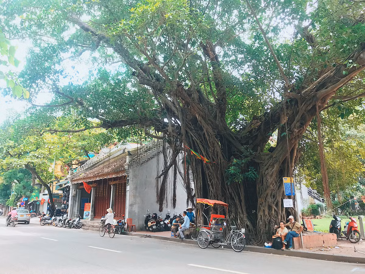Cây đa có tuổi đời hàng trăm năm tô điểm thêm nét đẹp cổ kính cho đền Bà Kiệu (phố Đinh Tiên Hoàng).