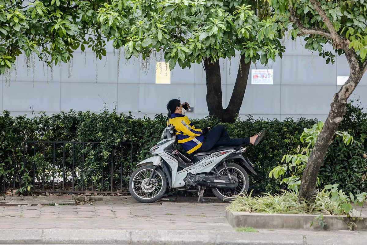 Hoặc tìm một góc dưới tán cây để nghỉ ngơi.