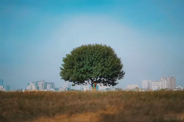Hình ảnh tuyệt đẹp của "cây cô đơn" trước khi bị chặt hạ