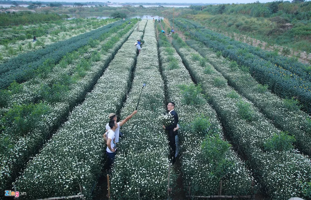 Một góc làng hoa Nhật Tân, nơi trồng nhiều cúc họa mi nhất ở Hà Nội. 