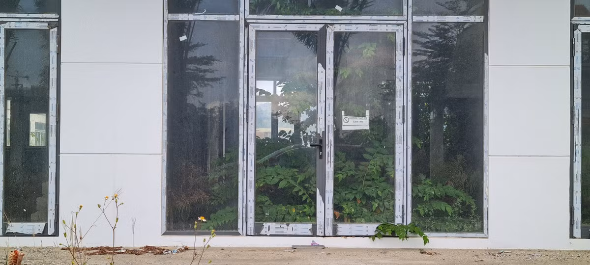 Cây dại cao quá đầu người, bò từ sàn tới trần, rồi thò từ trong ra ngoài....