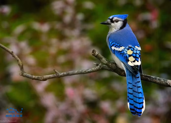 Sinh vật xanh biếc tuyệt đẹp này là Blue Jay, giẻ cùi lam là một trong những động vật có bộ lông xanh biếc tuyệt đẹp. Chúng thường có màu lam với ức và bụng màu trắng, mào màu lam.