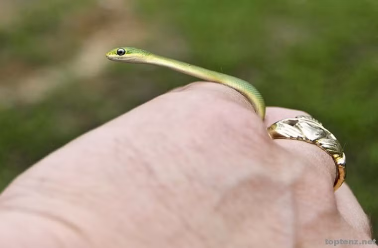 Rắn. Hàng triệu người trên thế giới sợ rắn, hay kể cả là những con bò sát không chân. Tuy nhiên, chúng ta phải hiểu rằng chỉ có 15% những loài rắn chúng ta biết có mang chất độc. Nhưng nên biết rằng điều cuối cùng rắn phải làm là lãng phí chất độc quý hiếm của mình vào những thứ mà nó thậm chí không thể ăn được. Vì thế bạn đừng quá nghi oan cho loài động vật này.