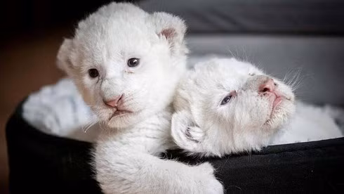 Ngẩn ngơ ngắm sư tử trắng cực quý hiếm vừa chào đời Ngan ngo ngam su tu trang cuc quy hiem vua chao doi