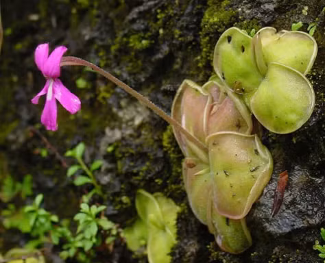 Cây cỏ bơ (butterwort) sống ở những khu vực ẩm ướt ở châu Mỹ, châu Âu và Bắc Á. Loài thực vật này sử dụng những chiếc lá có chất dính của mình để thu hút, bẫy và tiêu hoá côn trùng. Những lỗ đặc biệt trên bề mặt chiếc lá tiết ra chất nhầy trông giống như những giọt nước trên bề mặt lá. Chính sự xuất hiện của những "giọt nước" này đã thu hút được sự chú ý của những con côn trùng đi tìm nước. Khi côn trùng đậu xuống, cây tiết ra nhiều chất nhầy hơn. Con mồi sẽ bị dính chặt và bọc trong đống chất nhầy này. Ảnh: Wikipedia.