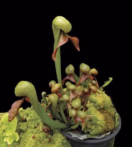 Cây rắn hổ mang. Darlingtonia californica còn gọi là cây nắp ấm California, rắn hổ mang hoa huệ, là một loài thực vật ăn thịt, thành viên duy nhất của chi Darlingtonia trong gia đình Sarraceniaceae. Nó có nguồn gốc ở miền Bắc California và Oregon, phát triển trong đầm lầy.Tên "rắn hổ mang hoa huệ" bắt nguồn từ sự tương đồng của lá hình ống của mình cho một con rắn hổ mang.