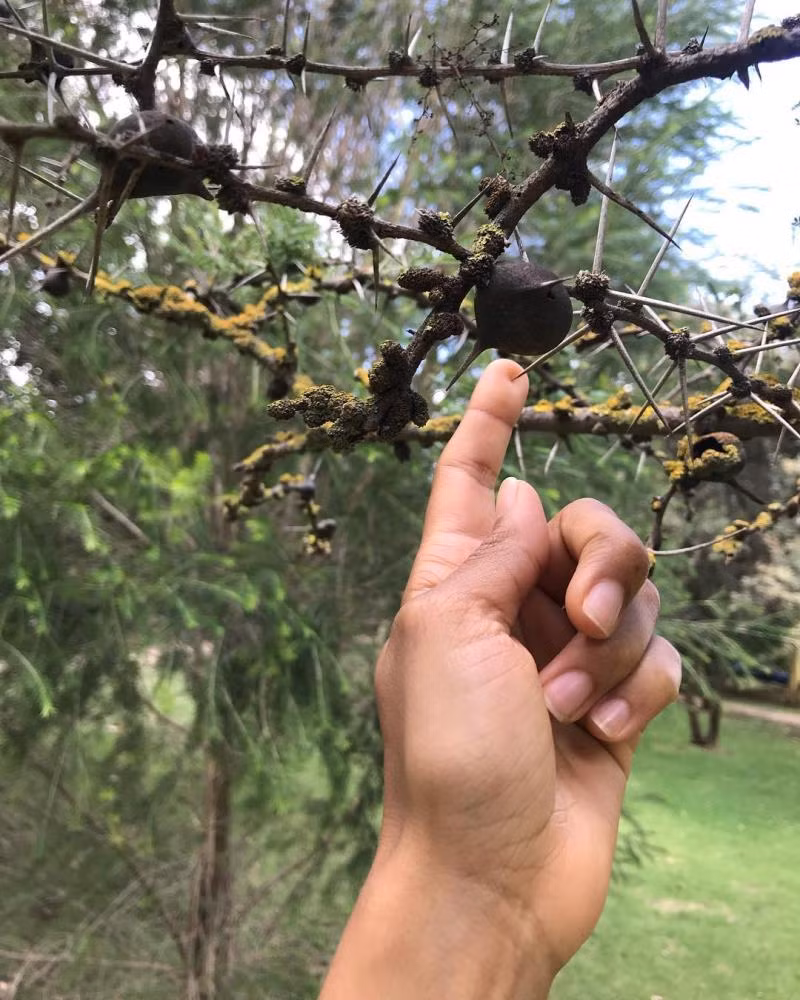 Lạ lùng loài cây huýt sáo cực hay, giống như người - Hình 2 La lung loai cay huyt sao cuc hay, giong nhu nguoi-Hinh-2