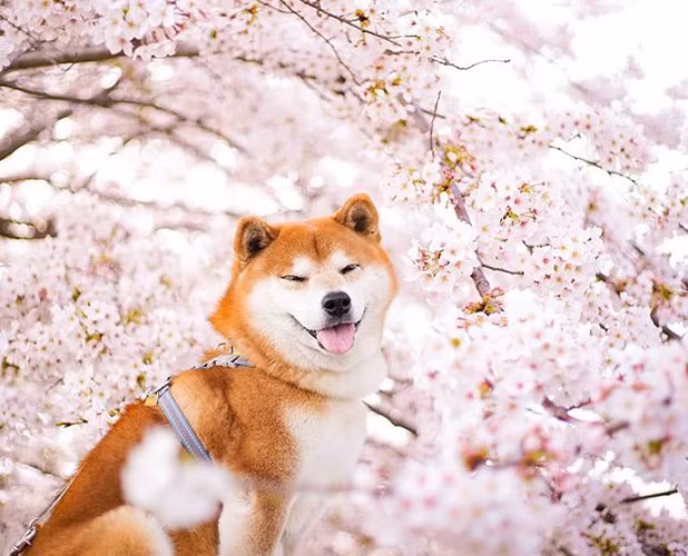Trên trang Instagram cá nhân, chú chó Hachi cũng sở hữu tới 18000 người theo dõi. Mỗi bức ảnh nhận được hàng ngàn lượt yêu thích và chia sẻ.