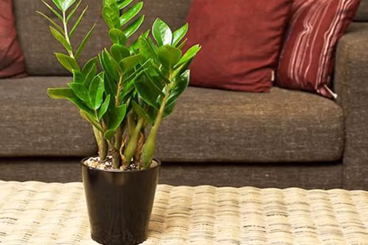 1. Tuổi Tý - Loại cây thịnh vượng tài chính: Cây kim tiền: Người tuổi Tý thường không giỏi trong việc quản lý tiền và không biết cách đầu tư, nắm bắt cơ hội để kiếm tiền. Bạn có thể đặt một chậu cây phong thủy trong nhà là kim tiền để tăng vận may, giảm rủi ro, tăng bản lĩnh đối mặt với những thách thức để nắm bắt cơ hội về tài chính.