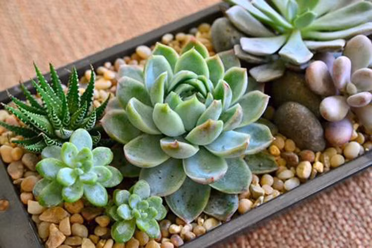 10. Tuổi Dậu: Loại cây thịnh vượng tài chính: Sen đá: Giống người tuổi Thân, người tuổi Dậu rất biết cách kiếm tiền nhưng không biết cách giữ nên khó phát tài. Hãy đặt chậu cây sen đá trong phòng khách để giúp bạn giữ tiền trong ví lâu hơn.