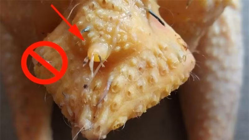 Bộ phận nào ngon nhất trong con gà: Người khôn ngoan ít ăn đùi - Hình 2 Bo phan nao ngon nhat trong con ga: Nguoi khon ngoan it an dui-Hinh-2